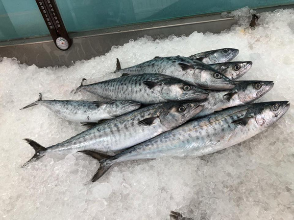 Cá biển - Nguồn dinh dưỡng tuyệt vời cho bà bầu