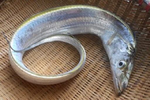 Những điều bạn chưa biết về tác dụng của cá hố