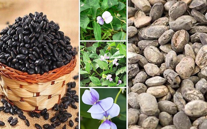 Đậu xị là gì?