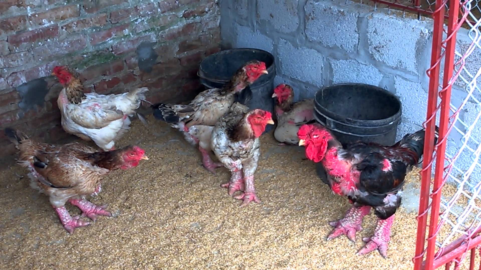 Gà Đông Tảo - Món quà sức khỏe tinh tế Gà Đông Tảo - Món quà sức khỏe tinh tế