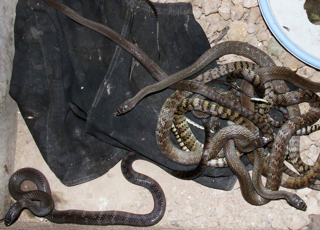 Giới thiệu về rắn ráo đen