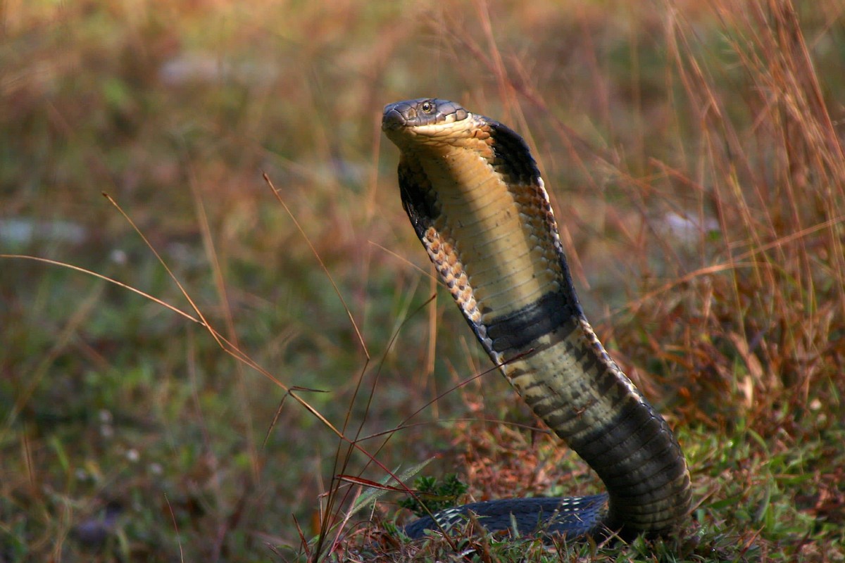 Giới thiệu về rắn hổ mang