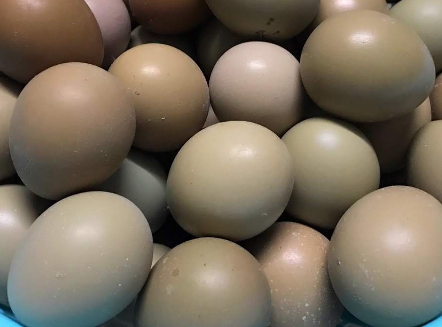 Một số phương thuốc sử dụng trứng chim trĩ