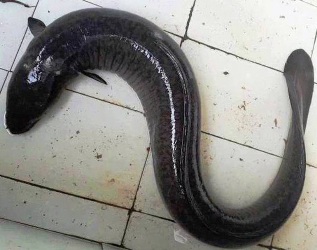 giới thiệu về cá chình