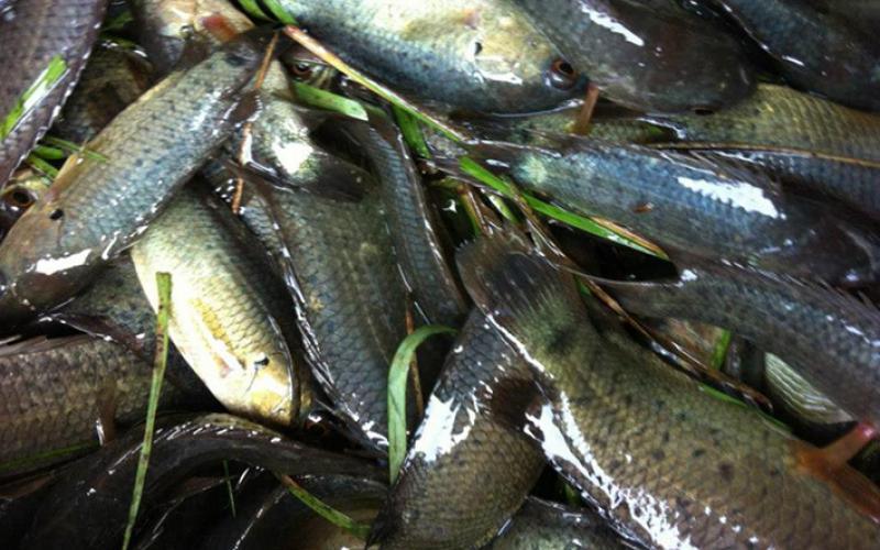 giới thiệu về cá rô đồng