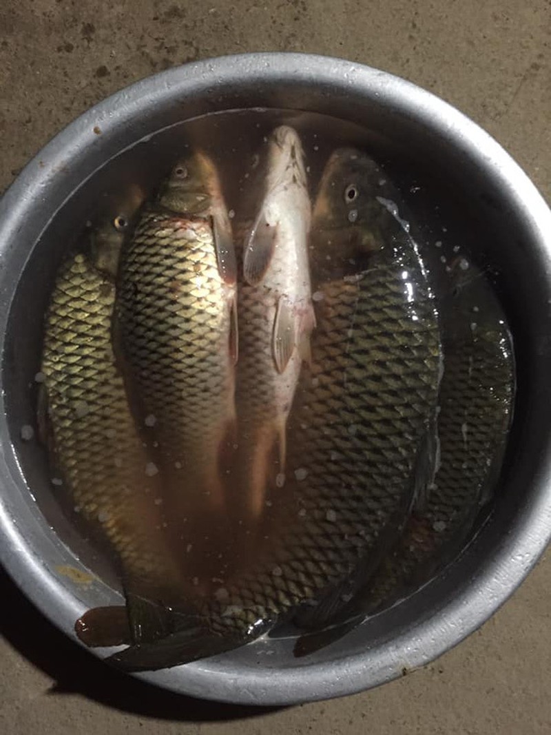 Phân biệt cá chép nuôi và cá chép sông