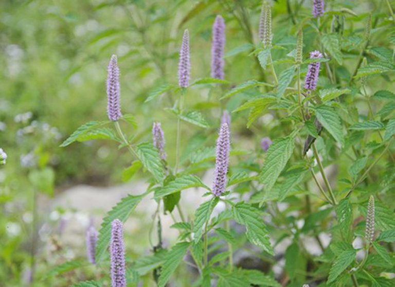 hoa bac ha