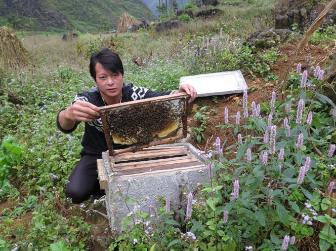 mat ong bac ha