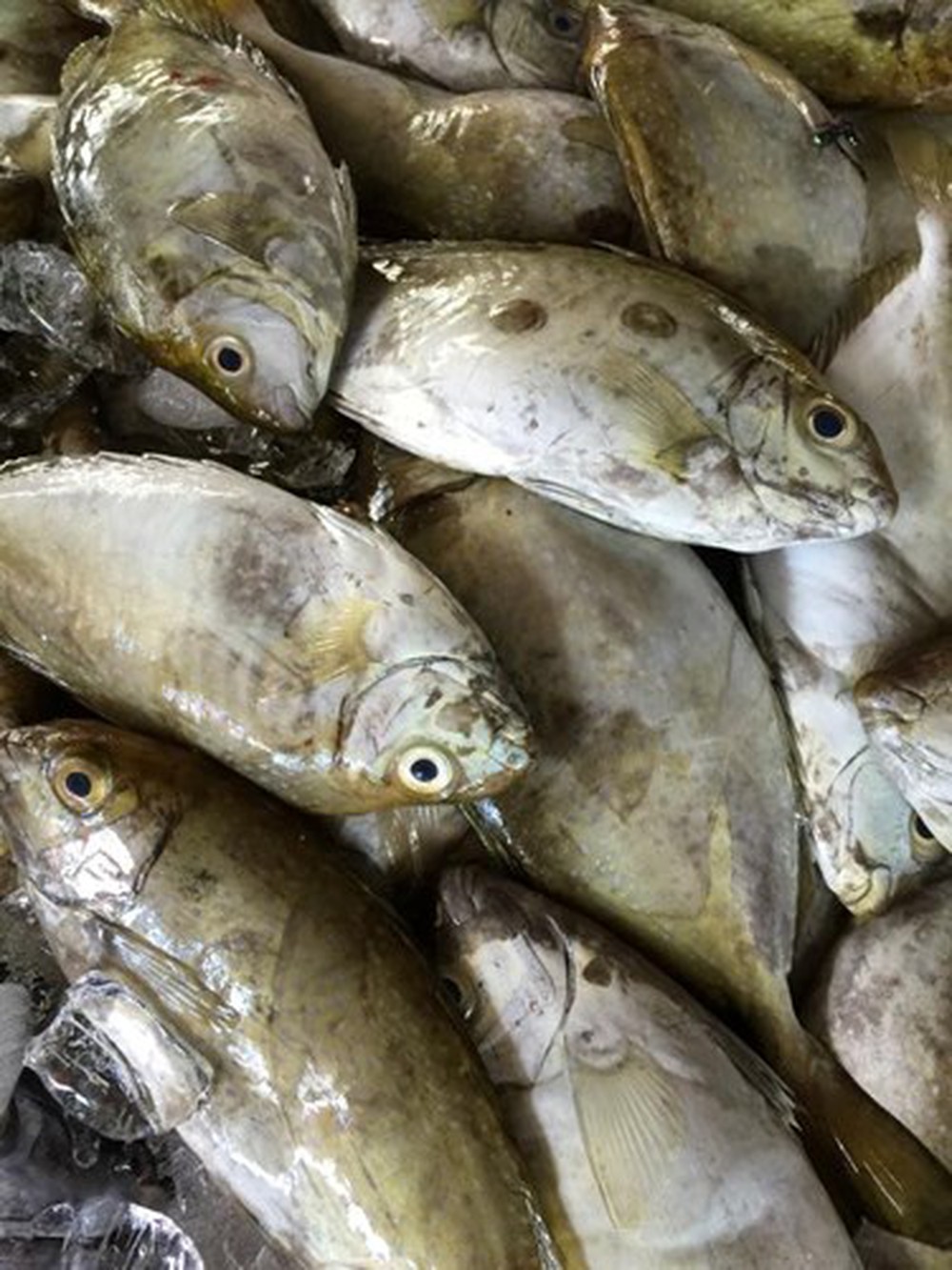 Đôi điều về cá giò