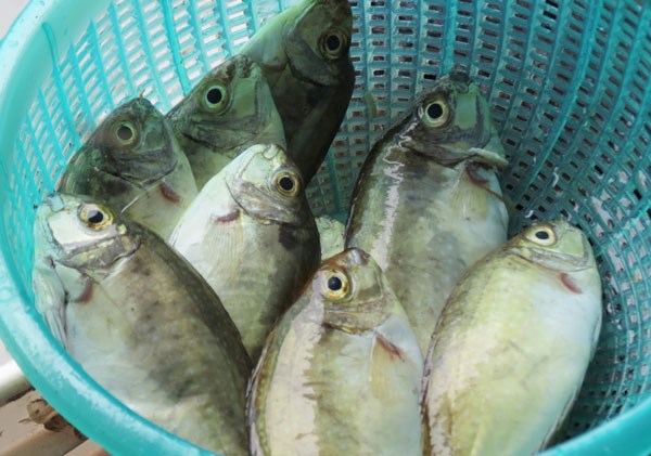 Đặc điểm của cá kình