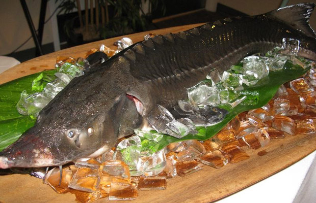 Giá trị dinh dưỡng từ thịt cá tầm