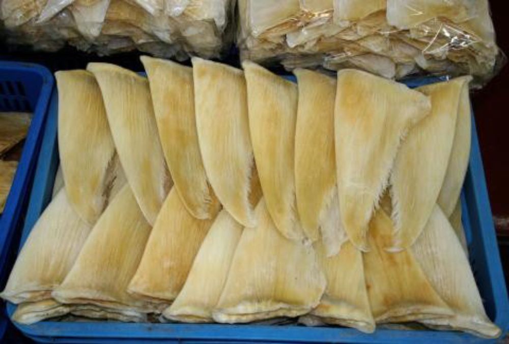 Sụn vi cá mập có tác dụng gì?