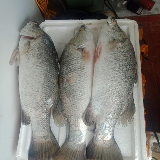 Giá trị dinh dưỡng của cá vược