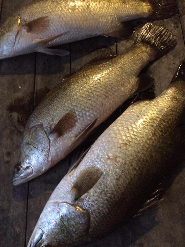 Thông tin chung về cá vược